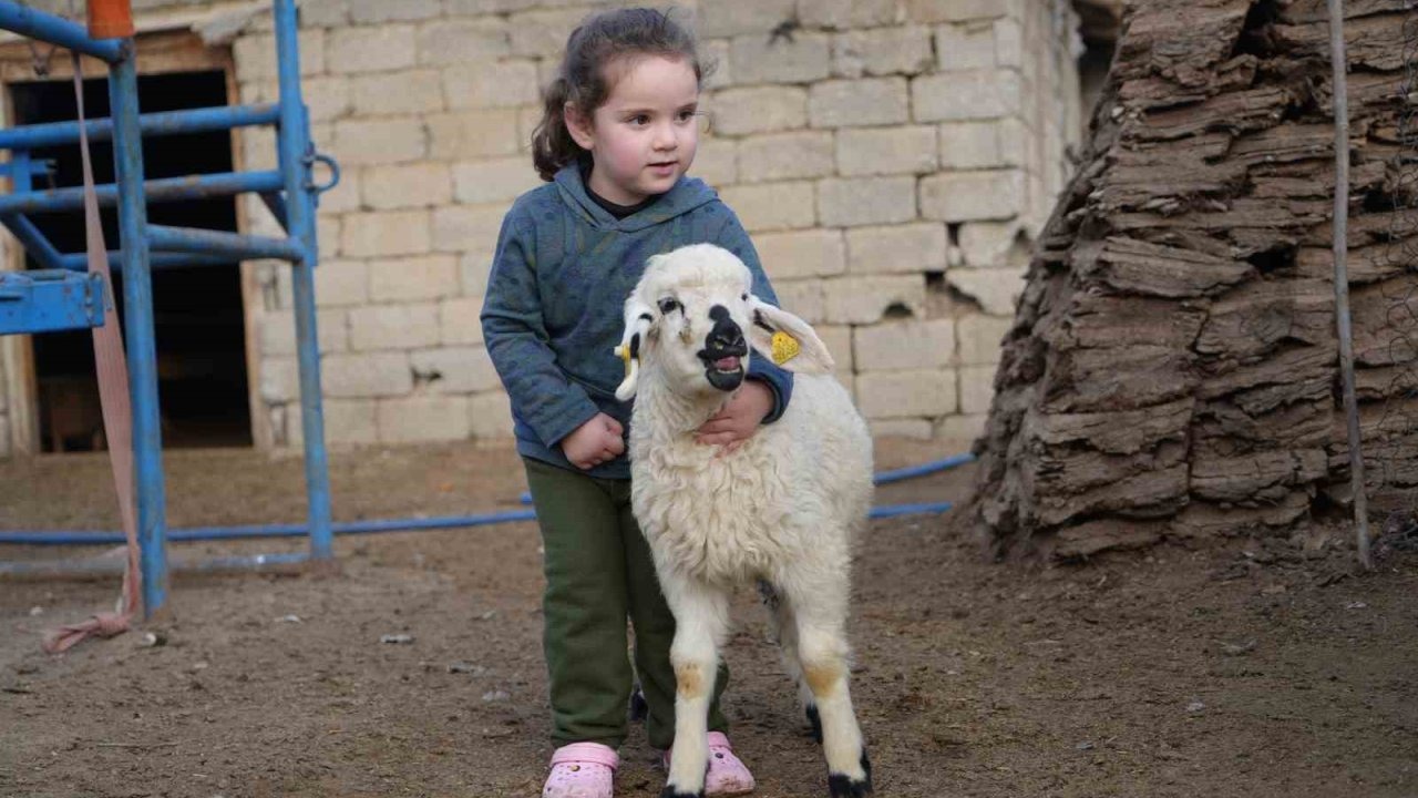 Muş’ta Hayvancılık Şahlanıyor: 650 Bin Kuzu ve Oğlak Doğumu Bekleniyor