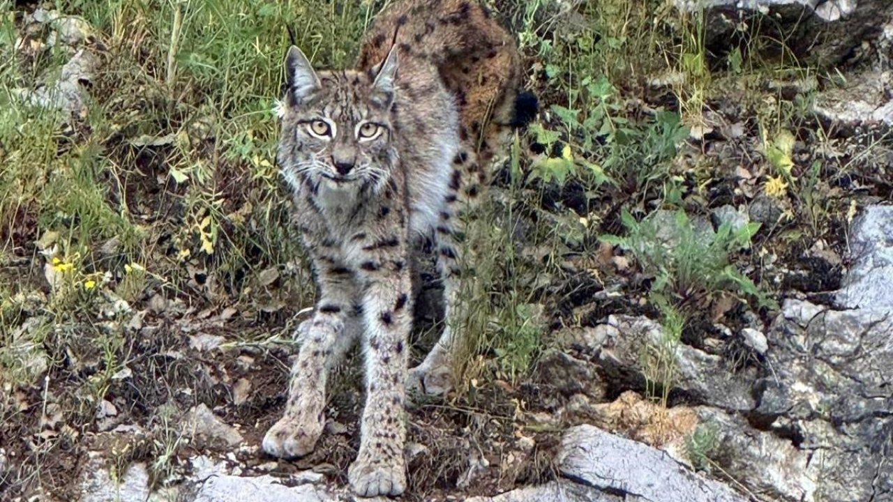 "Ormanın Hayaleti" Görüntülendi: Koruma Altındaki Vaşak Kayıttaydı