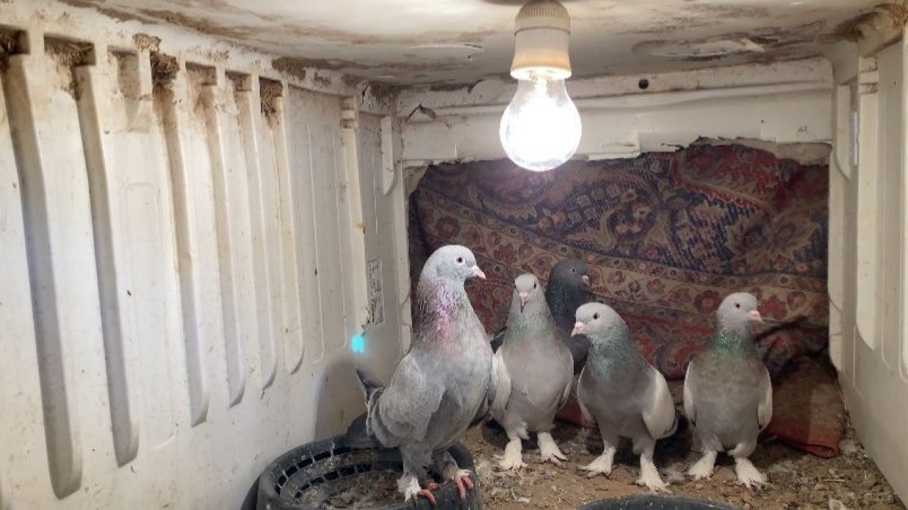 Patnos’ta Güvercin Sevdası: Dondurucu Soğukta Büyük Emek