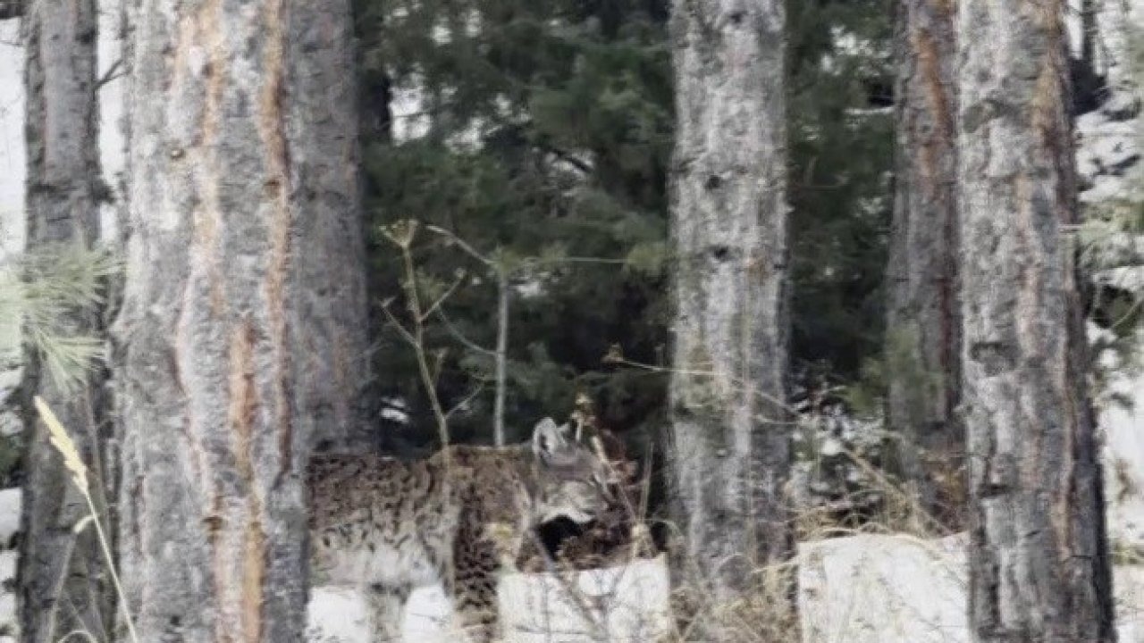 Şenkaya’da Nadir Görüntü: Nesli Tehlikedeki Vaşak Karla Kaplı Ormanda Görüldü