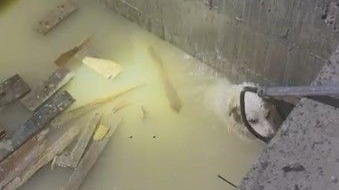 Yağmur sularıyla dolan asansör boşluğuna düşen köpek son anda kurtarıldı