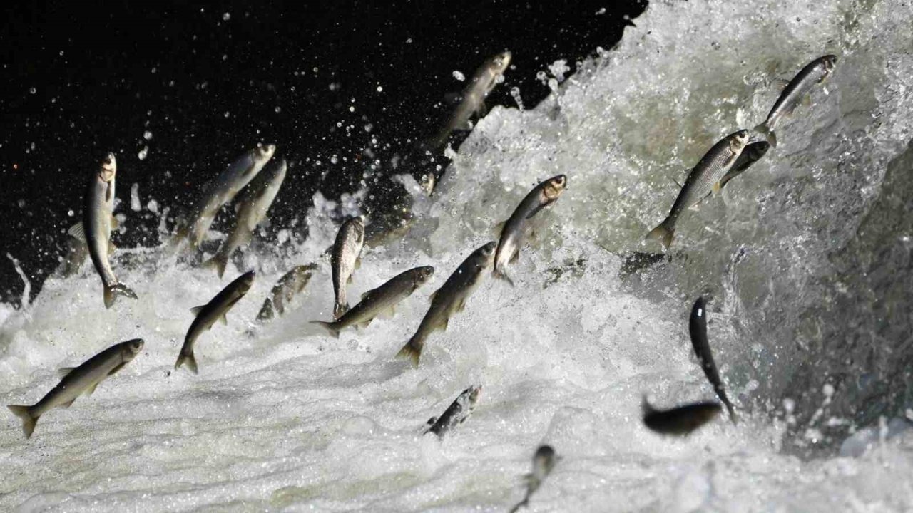 2026’da Su Krizi Beklentisi Tersine Döndü: Yağışlar Hem Tarımı Hem İnci Kefali Göçünü Kurtardı