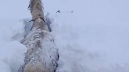 Kars’ta Kara Gömülen Atın Yaşam Mücadelesi Kamerada