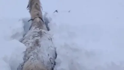 Kars’ta Kara Gömülen Atın Yaşam Mücadelesi Kamerada