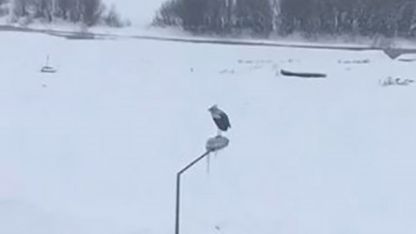 Ardahan’da Dondurucu Soğuğa Meydan Okuyan Leylek Görenleri Şaşırttı