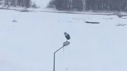 Ardahan’da Dondurucu Soğuğa Meydan Okuyan Leylek Görenleri Şaşırttı