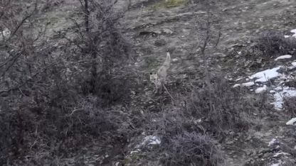 Doğa Gözlemcisi Kaydetti: İki Tilkinin Dron İle Karşılaşması