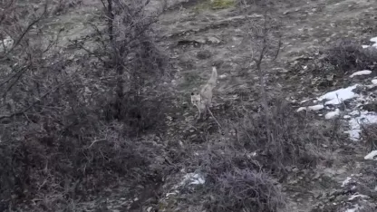 Doğa Gözlemcisi Kaydetti: İki Tilkinin Dron İle Karşılaşması