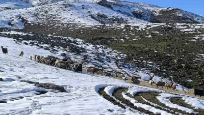 Muş'ta Beklenmedik Kış: Besiciler Kar Üzerinde Hayvanlarını Besliyor