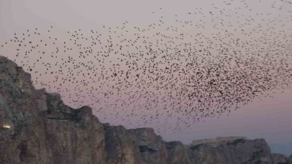 Van Kalesi’nde Sığırcık Kuşlarının Eşsiz Gökyüzü Dansı