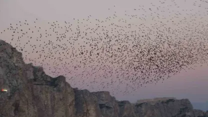 Van Kalesi’nde Sığırcık Kuşlarının Eşsiz Gökyüzü Dansı