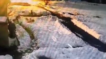 Bahçesine Giren Kurt Sürüsüne Kürekle Müdahale Etti: O Anlar Kamerada