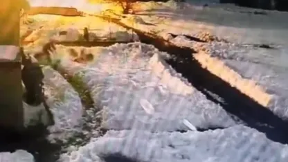 Bahçesine Giren Kurt Sürüsüne Kürekle Müdahale Etti: O Anlar Kamerada