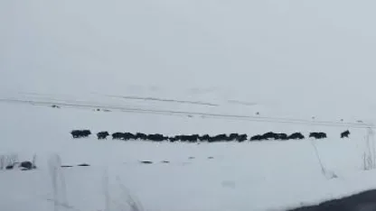 Ardahan'da kar üzerinde ilerleyen yaban domuzu sürüsü görüntülendi