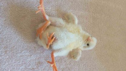 Doğanın Şaşırtan Mucizesi: Diyarbakır’da Dört Ayaklı Civciv Dünyaya Geldi