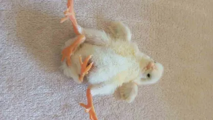 Doğanın Şaşırtan Mucizesi: Diyarbakır’da Dört Ayaklı Civciv Dünyaya Geldi