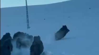 Ardahan’da Kar Yolu Üzerinde Domuz Sürüsü