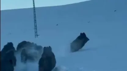 Ardahan’da Kar Yolu Üzerinde Domuz Sürüsü