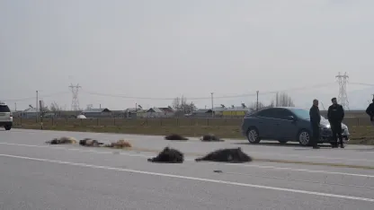 Muş'ta Katliam Gibi Kaza: Keçi Sürüsüne Çarpan Araç 10 Hayvanı Telef Etti