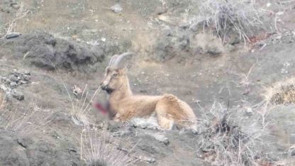 Oltu'da Kaçak Avcı Dehşeti: Yaralı Yaban Keçisi Koruma Altına Alındı