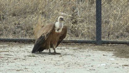 Gökyüzünün Hakimleri Özgürlüğe Kanat Çırpacak: Van'da Şifa Bulan Yırtıcılar Doğaya Dönüyor