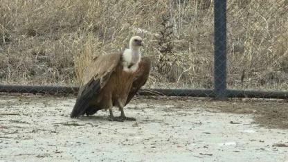 Gökyüzünün Hakimleri Özgürlüğe Kanat Çırpacak: Van'da Şifa Bulan Yırtıcılar Doğaya Dönüyor