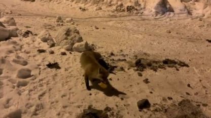 Çataldere Köyünde Sıradışı Misafir: Her Akşam Kapısına Gelen Tilkiyi Elleriyle Besliyor