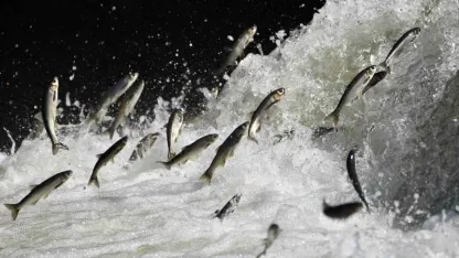 2026’da Su Krizi Beklentisi Tersine Döndü: Yağışlar Hem Tarımı Hem İnci Kefali Göçünü Kurtardı