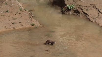Ormanağzı Köyü’nde Doğa Sürprizi: Bahçe Temizliği Yapan Vatandaş Su Samuruyla Karşılaştı