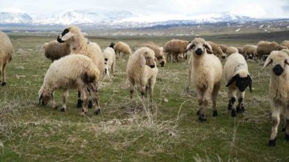 Muş Ovası'nda Hayvancılık Sezonu Açıldı