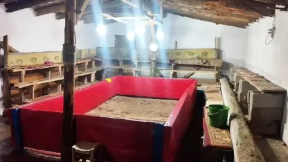 Muş’un Hasköy İlçesinde Horoz Dövüşü Operasyonu: 23 Kişiye Para Cezası