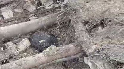 Van’ın Başkale İlçesinde Ahır Çöktü: 20 Küçükbaş Hayvan Telef Oldu