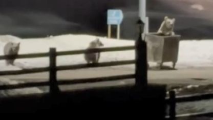 Sarıkamışta Kış Uykusundan Uyanan Ayılar Yerleşim Yerine İndi