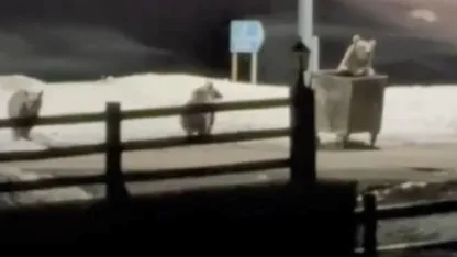 Sarıkamışta Kış Uykusundan Uyanan Ayılar Yerleşim Yerine İndi