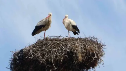 Muş Hasköy’de Leylek Yuvaları Baharın Gelişiyle Yeniden Şenlendi