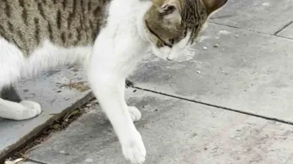 Erzurum’da Fare Kediyi Ölü Taklidi Yaparak Kandırdı