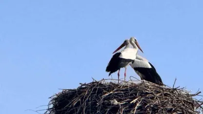 Ardahan’da Baharın Müjdecisi Leylekler Yuvalarına Döndü