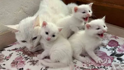 Van Yüzüncü Yıl Üniversitesi Van Kedisi Villası’nda 2026 Yılının İlk Yavru Heyecanı