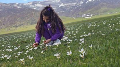 Muş Ovası’nda Bahar Müjdecisi Çiğdemler Görsel Şölen Sunuyor