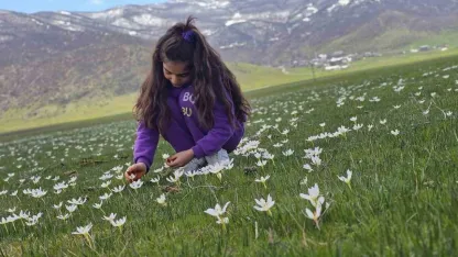 Muş Ovası’nda Bahar Müjdecisi Çiğdemler Görsel Şölen Sunuyor
