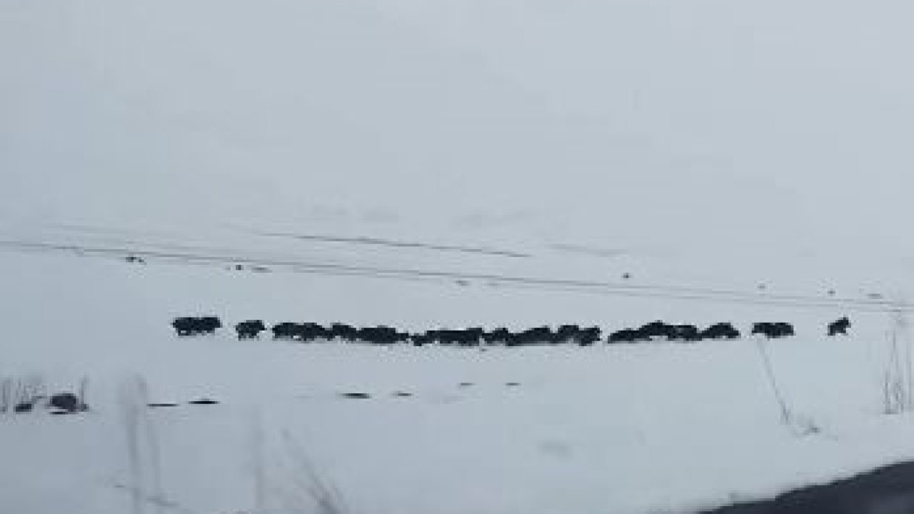 Ardahan'da kar üzerinde ilerleyen yaban domuzu sürüsü görüntülendi
