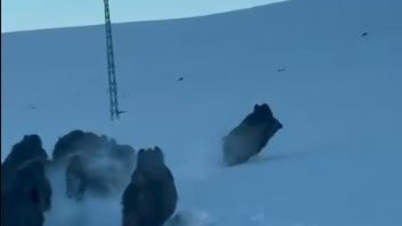 Ardahan’da Kar Yolu Üzerinde Domuz Sürüsü