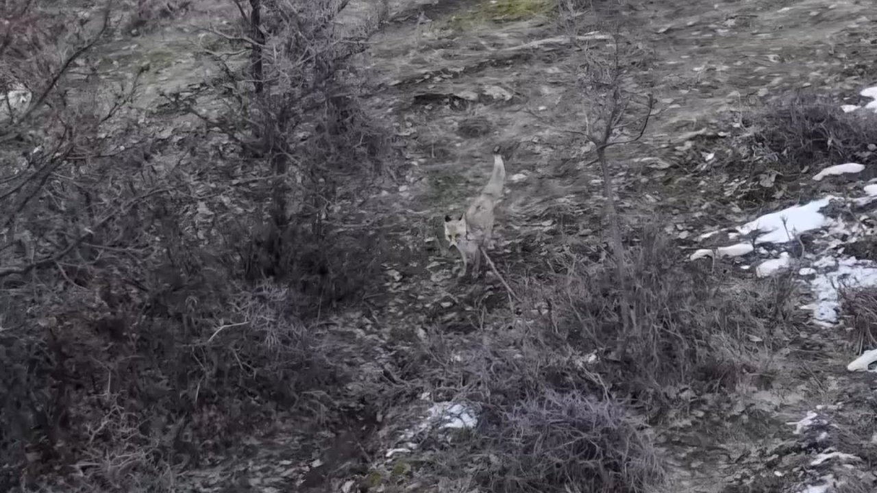 Doğa Gözlemcisi Kaydetti: İki Tilkinin Dron İle Karşılaşması
