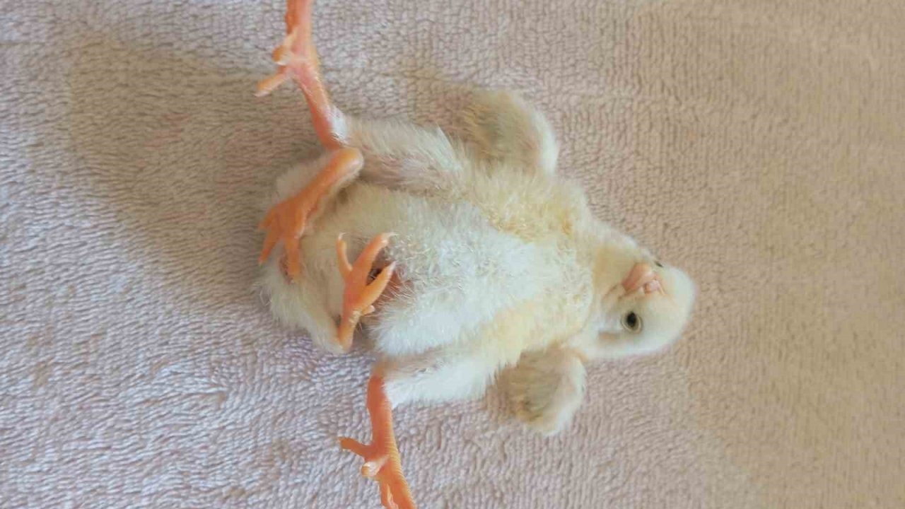 Doğanın Şaşırtan Mucizesi: Diyarbakır’da Dört Ayaklı Civciv Dünyaya Geldi