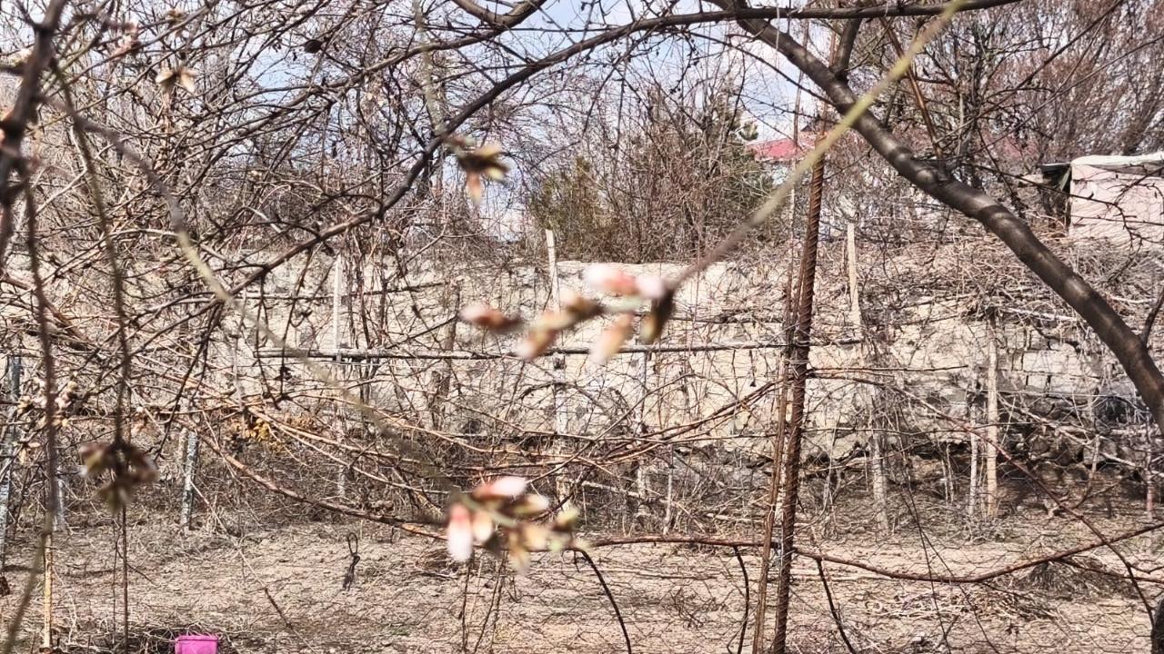Doğu’da Kış, Iğdır’da Bahar: Kayısı ve Badem Ağaçları Çiçek Açtı