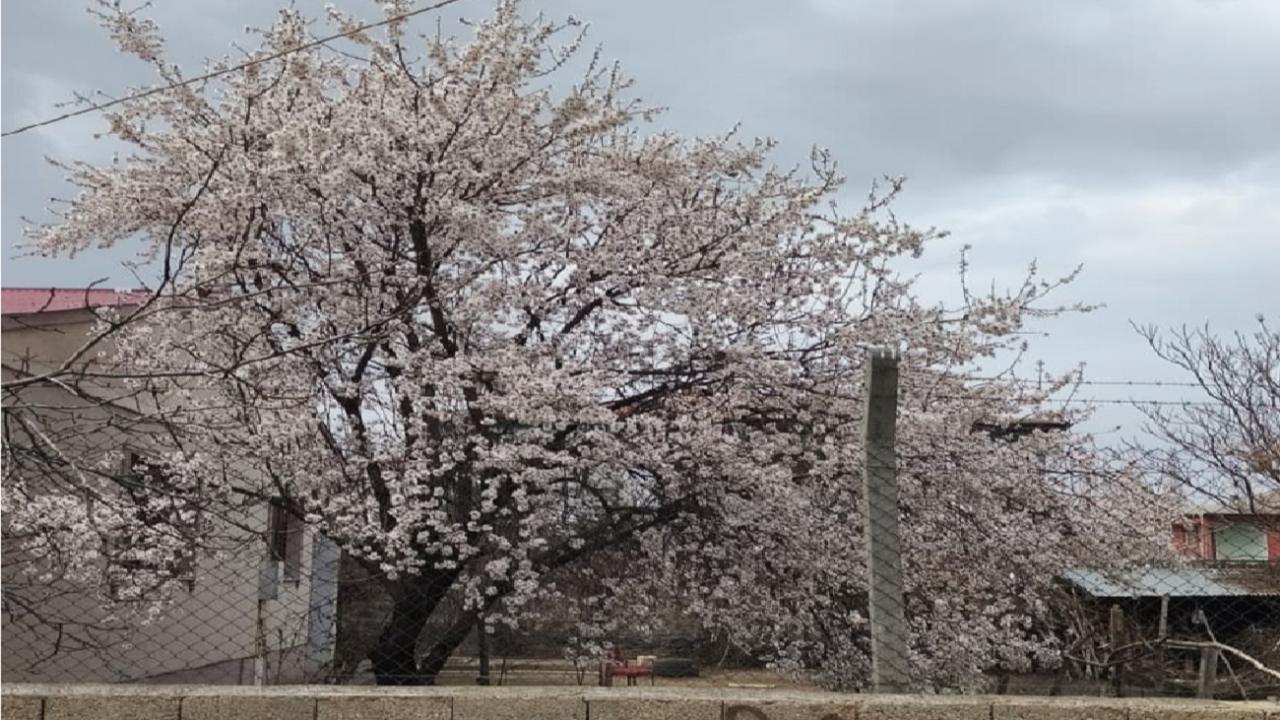 Doğu’nun Çukurova’sı Beyaz Gelinliğini Giydi: Iğdır’da Bahar Şöleni!