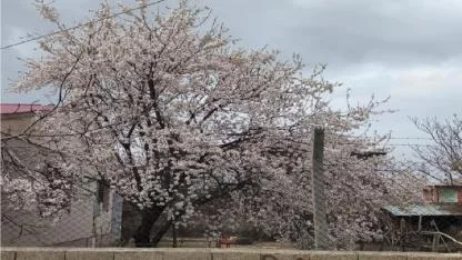 Doğu’nun Çukurova’sı Beyaz Gelinliğini Giydi: Iğdır’da Bahar Şöleni!