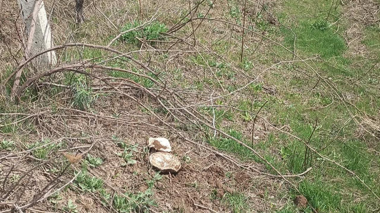Doğunun Çukurovası’nda Bahar Bereketi: Iğdır’da Göbelek Sezonu Açıldı!