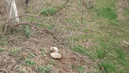 Doğunun Çukurovası’nda Bahar Bereketi: Iğdır’da Göbelek Sezonu Açıldı!