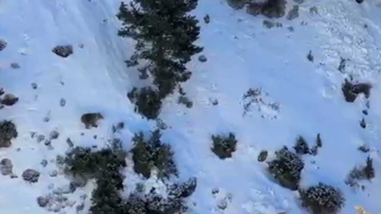 Erzurum'da Buz Tırmanışında Ayı Sürprizi: Sporcular Büyük Panik Yaşadı